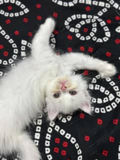 one persian kitten for Sale.