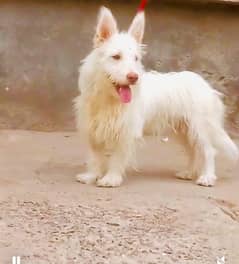 full active and healthy urgent for sale
