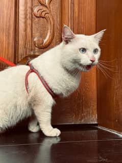 Persian cat       birds iPhone Samsung galaxy Tecno infinix dog