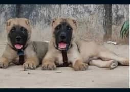 Turkish kangal pair 2 month for sale