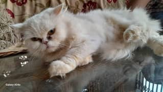 Persian