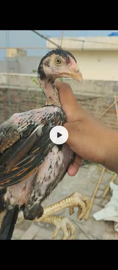 chicks bricks cage available