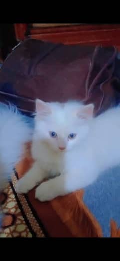 cats cats