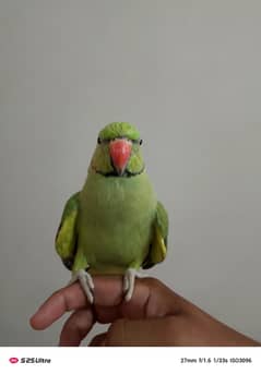 Ringneck male handtamed friendly with kids never bite