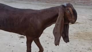 Nagri/Goat