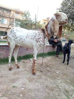 Makkhi