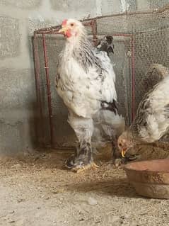 light brahma & blue columbian brahma