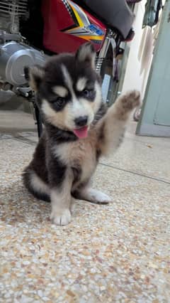 husky 