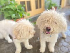 pair of white poodle