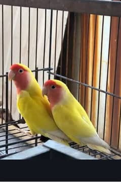 Common Latino top quality breeder pair
