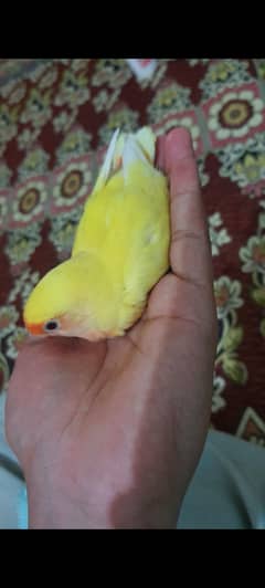 Hand tamed love bird + other