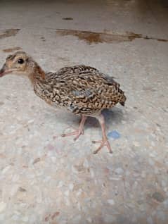 Black sindhi pathy