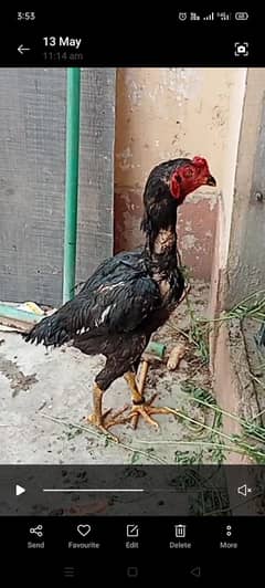 2 aseel pair for sell in cheap price only 7000 home breed 03354679256