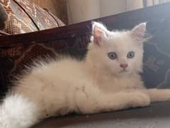 Cute white Persian kitten
