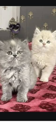 Persian kittens