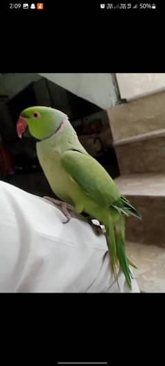 hand tame talking male parrot
