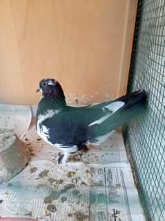 pigeon gola