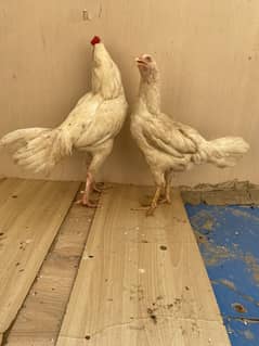 White heera pair for sell