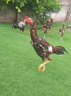 Aseel Hens for sale