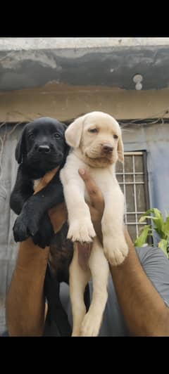 Labrador puppies available.