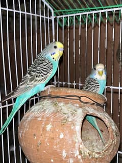 Australian parrots