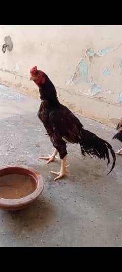 Aseel breeder pair for sale