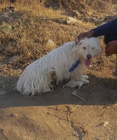 Russhion dog