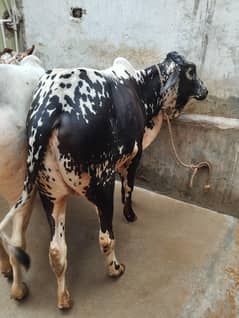 cow for sale