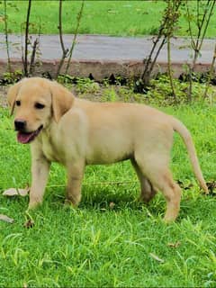 BRITISH LABRADOR