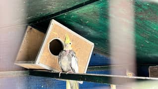 Cockatiels breeder pairs