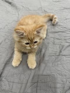 Kitten