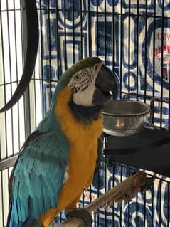 Male Macaw with Cage