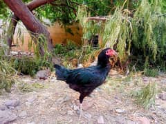 sindhi murgi k sath 5chicks