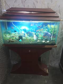 aquarium and fishes complete setup
