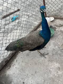 Blue Shoulder Peacock Breeder Pair with Eggs for sale