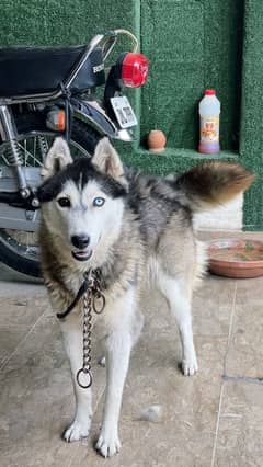 Husky female 16 months
