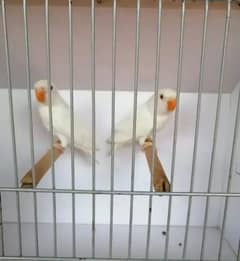 albino
