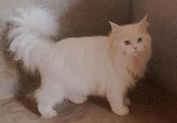 odd eye male available for stud