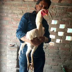 white shamo choze