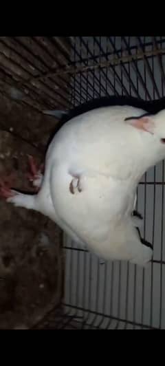 king fancy pigeon