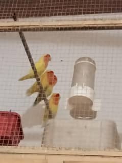 beautiful Australian 2 pair parrots offer price offer 5000