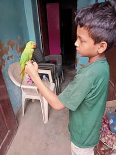 Hand Tame parrot