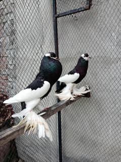 Pouter Pigeons