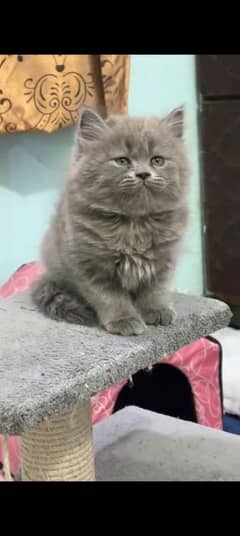 Persian kitten | triple long coated Kittens |  03407399480 WhatsApp