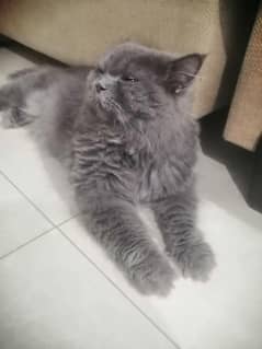 persian