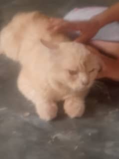 Male cat urgent sale