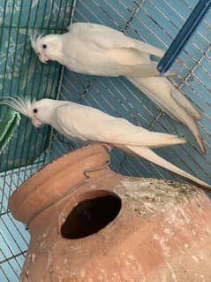 Cocktail parrots pair 2 years