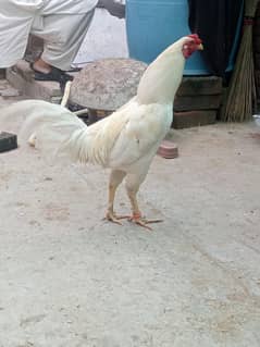Heera aseel best quality | aseel  |