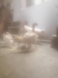 Assel Chicks