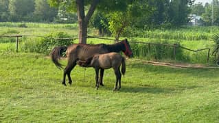 female pony with male baby